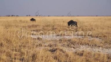 博茨瓦纳Makgadikgadi Pan的两个Wildebeest步行<strong>穿越</strong>干旱<strong>草原</strong>-水平潘